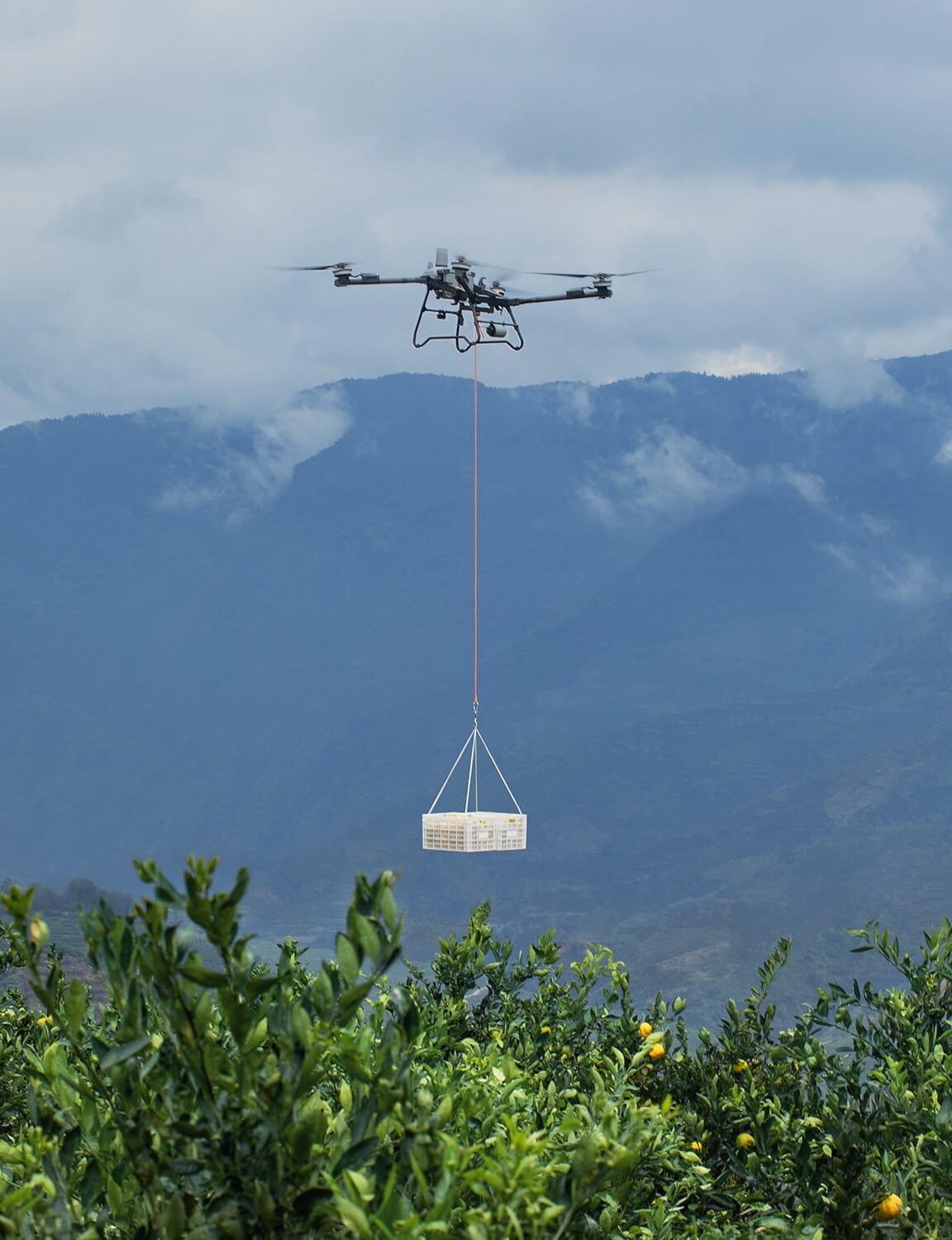 Transporte de frutas con dron